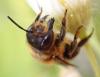 Megachile willughbiella